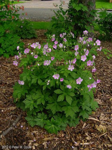 Wilde Pelargonie, Geranie, wild, Geranium Maculatum, Organisch, 50 Samen, Heil