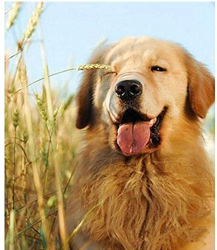 YINGXIN88 5D Diamond Painting Full Set,Diamant Painting Bilder mit Werkzeuge,Diamant Malerei für Haus, Wand und Eingang DekorationenNetter Golden Retriever Hund-60x60cm