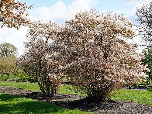 Kupfer-Felsenbirne - Weiße Blüte - Amelanchier lamarckii Containerware 40-60 cm - Garten von Ehren®