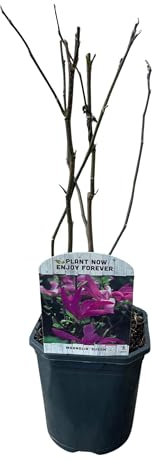 GreenboutiQ - Arbustes - Magnolia Susan - Fleurs Rose Foncé - 1 plante - à feuilles caduques - peu d'entretien - pot 17cm hauteur 45cm