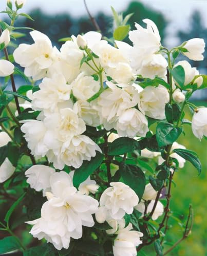 Duftjasmin Philadelphus Little White Love 30-40 cm winterhart | Duftende Blueten, ideal als Sichtschutz, robust und pflegeleicht, sonniger bis halbschattiger Standort