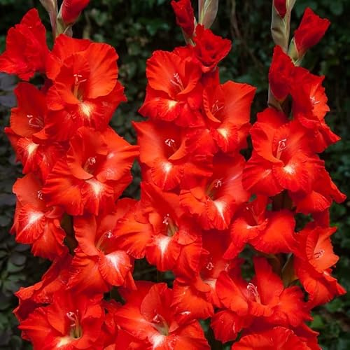 Gladiole Traderhorn | 10 Stück | Schnittblume | Topfpflanze | Geeignet für Kübel | Rot | 100% Blütegarantie | QFB Gardening