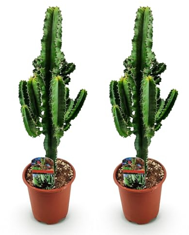 Cactus Euphorbia eritrea – Lácteo africano – 2 plantas – 60 cm – 17 cm – Cactus algodoncillo verde con detalles rojizos – Suculentas de fácil cuidado