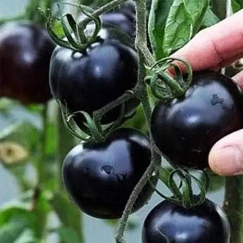 Pomodori Neri. Pomodoro Kumato - 25 semi - Pomodoro a fette - Cimelio spagnolo di wbut2023 di wbut2023