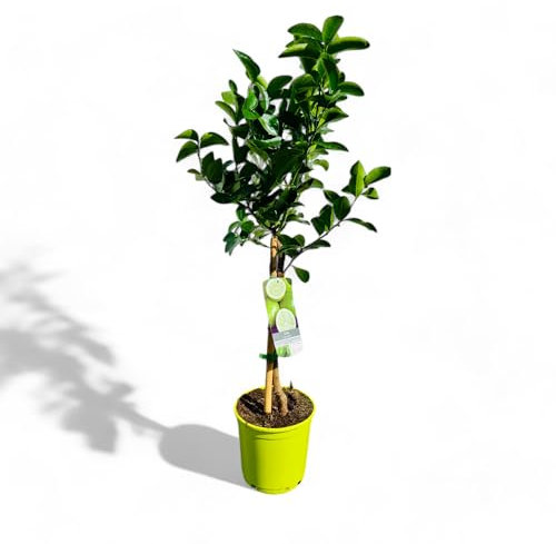 Tropictrees Citrus Latifolia Citronnier - 100 cm de haut avec pot | Agrumes fruitiers de saison pour jardin & intérieur | Persistant, facile d'entretien & aromatique