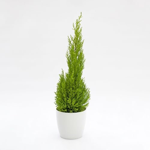 Vivai le Georgiche - Pianta vera di Cupressus macrocarpa Wilma - vaso Ø 17 cm