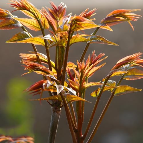 Toona SinensisSamen, baumsamen kaufen Chinesischer Gemuesebaum, gartenpflanzen winterhart gartenkräuter anzuchtset wintergemüse 50pcs