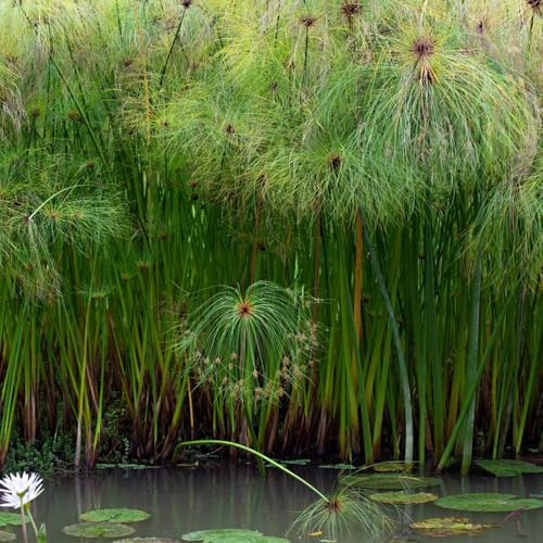 Cyperus papyrus - winterharte kübelpflanzen hochbeet balkon büropflanzen zimmerbonsai bonsai balkongarten exotische zimmerpflanzen pflanzendeko dekopflanzen zimmerpflanze 350samen