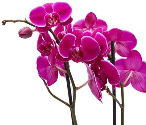 Orquídea Mariposa Flor Fucsia Planta Natural Casa y Oficina