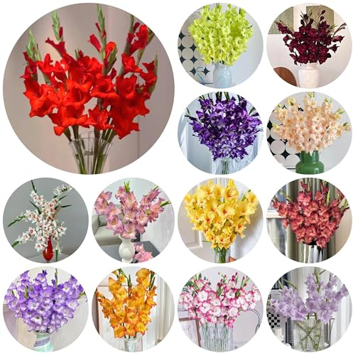 26bulbi I di gladiolo sono perenni resistenti esotiche, gladiolo esotiche bouquet, balcone resistenti
