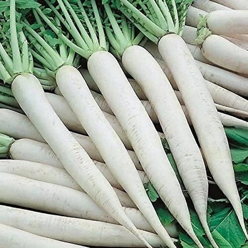 Nouvelles graines de légumes fraîches de radis blanc 80 pièces