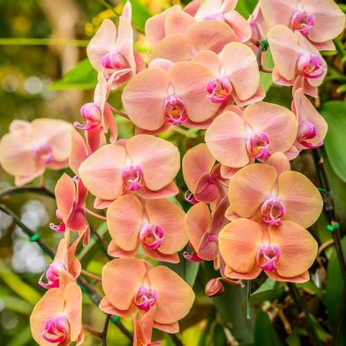 Semillas de orquídeas phalaenopsis - balcón resistente interior silvestres perennes 1000pcs