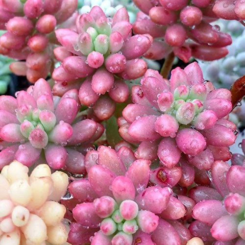 SUNNYPLANTS - Sedum rubrotinctum Aurora Steckling, Sedums, Sedum Stecklinge, Rosa Sukkulente, Crassula