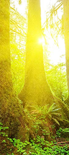 Bilderdepot24 Türtapete Wald im Sonnenlicht 90 x 200 cm - einteilig Türaufkleber Türfolie Türposter – Landschaft Natur grün Sonne
