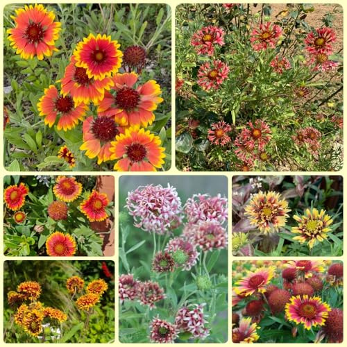Kokardenblume, GaillardiaSamen, bodendecker winterhart Gaillardia pulchella, herbstpflanzen geschenk für gärtner 350Samen