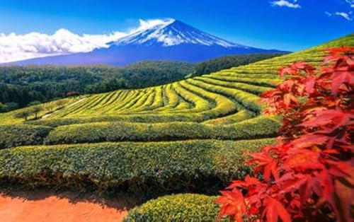 adrium Acryl-Bild 60 x 40 cm: Frisches grünes Teefeld mit Mt. Fuji im Hintergrund (116433547)