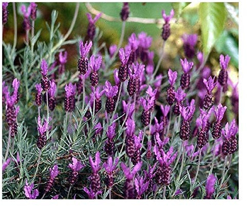 PREMIER SEEDS DIRECT - French Lavender - Lavendula STOECHAS - 110 Seeds