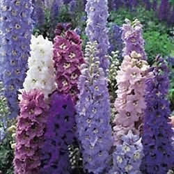 Pack X6 Delphinium Magic Fountains Mix Perennial Garden Plug Plants