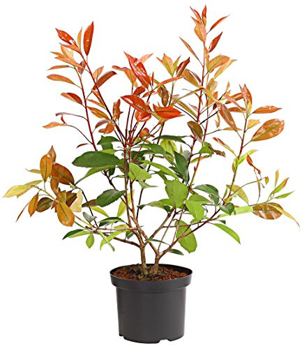 Dehner Purpur-Glanzmispel Red Robin, immergrüner Strauch, 35 cm, 2 l Topf | Photinia x fraseri, Heckenpflanze, grün-rote Blätter, gut schnittverträglich, für sonnige bis halbschattige Standorte