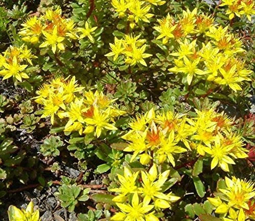 Portal Cool Confezione X6 Sedum kamtschaticum 'Weihenstephaner Oro' Piante perenni Alpino Plug