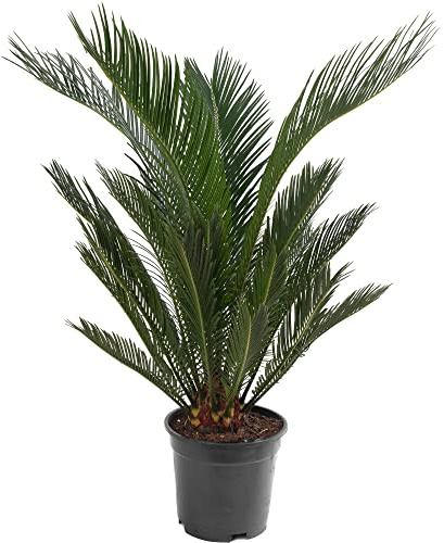 Palmier Sago, grande plante d'intérieur, véritable arbre persistant, haut, grand, exotique et rare.