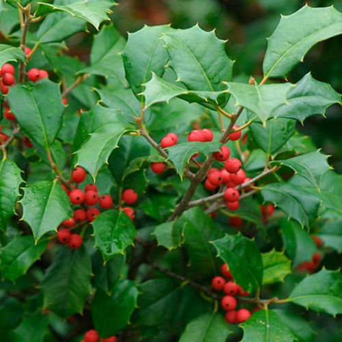 Acebo americana, Ilex opaca, semi di albero (Appariscente fragrante Hardy Evergreen) 30