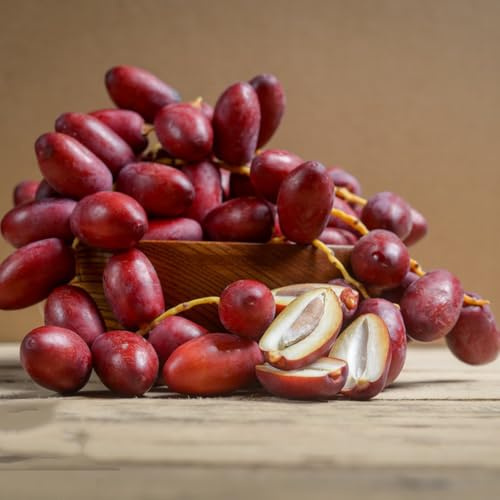 palmera datilera semillas de palmera datilera fresca, exóticas resistentes dátil columnares interior, 25pcs