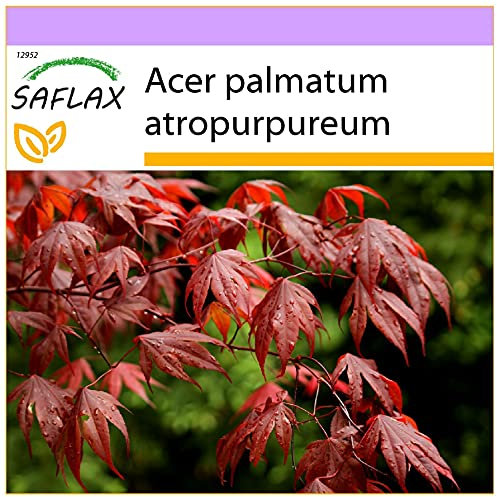 SAFLAX - Acero palmato rosso/Acero giapponese rosso - 20 semi - Acer palmatum atropurpureum