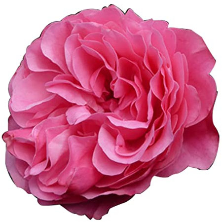 Leonardo da Vinci®, rosaio viva Rose Barni®, rosa rampicante rifiorente in vaso con fiori a mazzi, fiore a coppa color rosa carico, cod. 18026.
