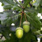 Saterkali Semillas de árbol de roble, 5 piezas/bolsa Semillas de árbol de roble Perenne Pleno sol Buena cosecha Semillas de jardín ecológicas para el hogar Semilla