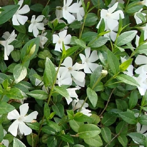 6x Kleines Immergrün 'Alba' - Vinca minor 'Alba' - Topf 9x9cm - Weiß blühender Bodendecker für Schattenbeet