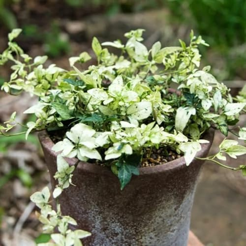 semillas de hiedra, resistentes para balcones Semillas de hiedra de rápido crecimiento - Las de jardín de rocas son resistentes 100pcs