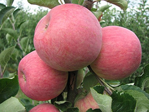 Müllers Apfel 'Piros' ca. 150 cm im 10 Liter Topf