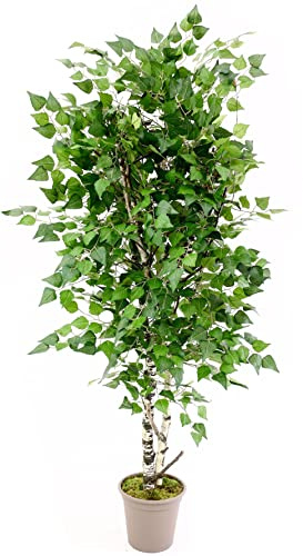Künstlicher Birken Laubbaum 175cm hoch mit Naturstämmen und 1344 Textilfaser Blätter - Birken Kunstbaum Birkenbaum mit Echtholz Stämmen