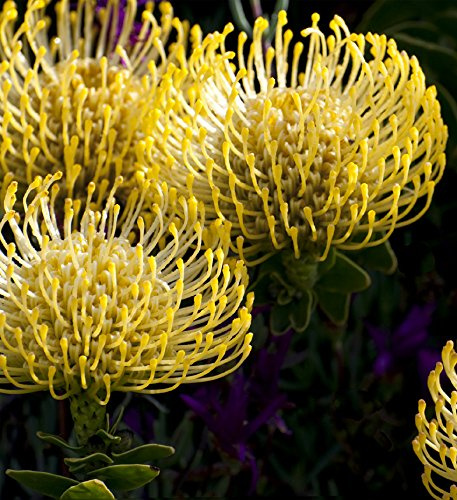 Seedeo® Nadelkissen Protea Yellow Bird (Leucospermum cordifolium) 7 Samen