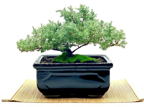 Live Dwarf Juniper Bonsai Tree | Indoor/Outdoor | 100% Handcrafted| Home and Office Décor | Best Gift for Holiday (MM)