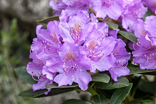 Lavendel-Rhododendron saluenense Lavendula 20-25 cm winterhart immergrün