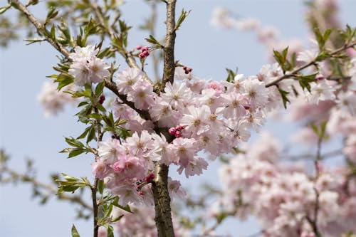 Prunus subhirtella 'Autumnalis Rosea' 80 cm Stammhöhe – Winterhart & Mehrjährig & Pflegeleicht – Winterkirsche – Zierbaum für Garten & Vorgarten