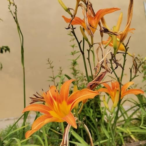 taglilien, winterharte garten, schattenpflanzen topfpflanzen draußen winterhart balkon, wohnzimmer deko 300samen