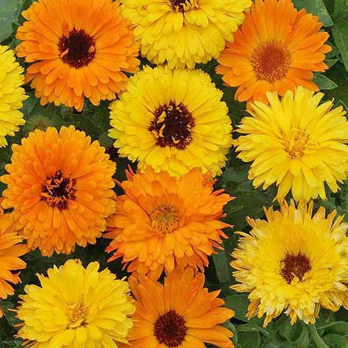 Plant World Seeds - Calendula Officinalis Pacific Beauty Mix Seeds (Annual Flower Seeds)