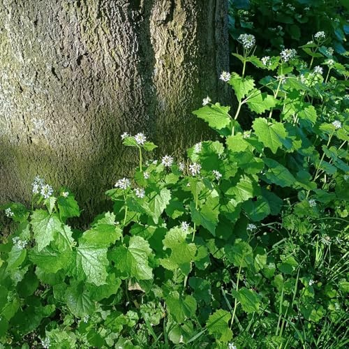 Semi di senape all'aglio - balcone con lettino per Alliaria petiolata - giardino, balcone Le sono perenni resistenti 250pcs