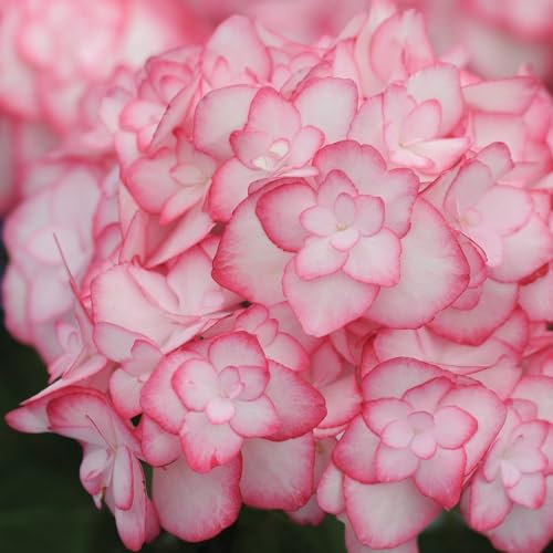 Hydrangea macrophylla 'Miss Saori' - Award-Winning, Frost-Resistant Double Bloom Hydrangea for Stunning Garden Displays - 1x 3 Litre Potted Plant by Thompson & Morgan