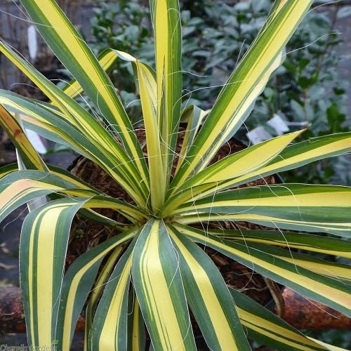 100Pcs Green Yellow Yucca Plant Seeds