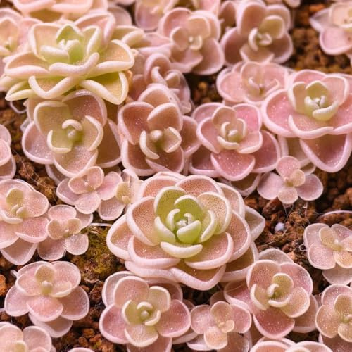 fettkraut fleischfressende schattenpflanzen, blumenbeet fettkrautsamen kräuterpflanzen, pflanzensamen zimmerpflanzen winterharte kübelpflanzen, wohnzimmer deko 100samen