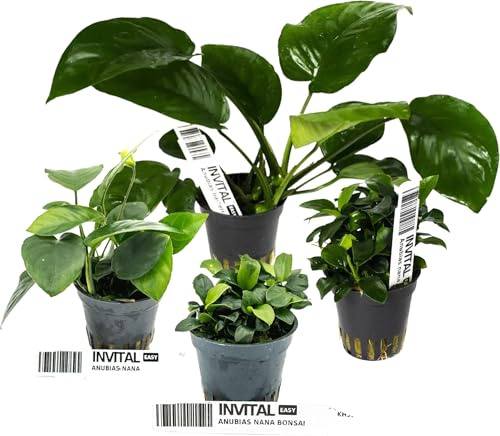 INVITAL Aquarium Pflanzen Set 4 Pflazen von 2 verschiedenen Arten von Anubias Ø 5,5 cm