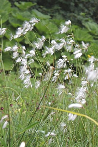WASSERPFLANZEN WOLFF - 4er-Set im Gratis-Pflanzkorb - Eriophorum angustifolium - Schmalblättriges Wollgras - Torfwollgras, weiß