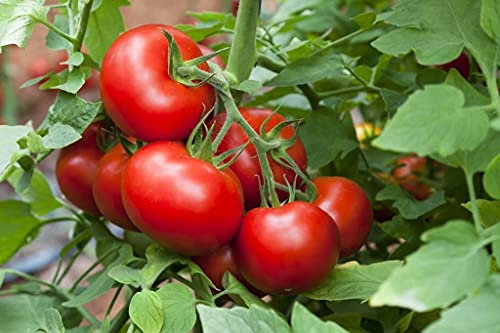 25 Semi di Pomodoro Meraviglia dei Mercati - vegetale antico - sementi contadine riproducibili - SemiWild
