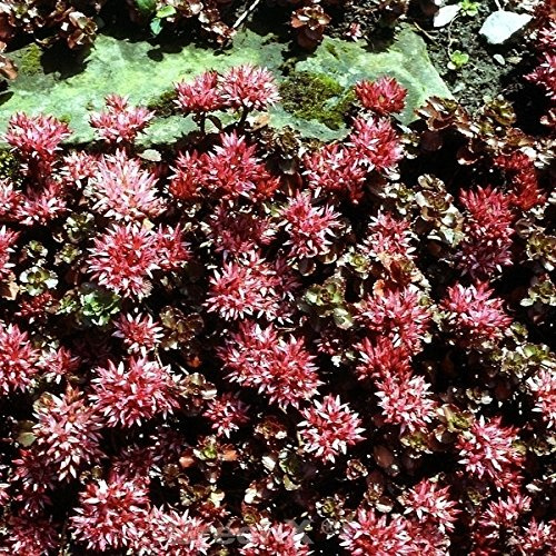 Kaukasus Asienfetthenne Schorbuser Blut - Sedum spurium - lebende Gartenpflanze aus den Baumschulen