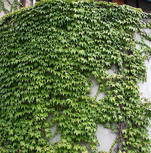 Jungfernrebe Green Sping 100-125cm - Parthenocissus tricuspidata