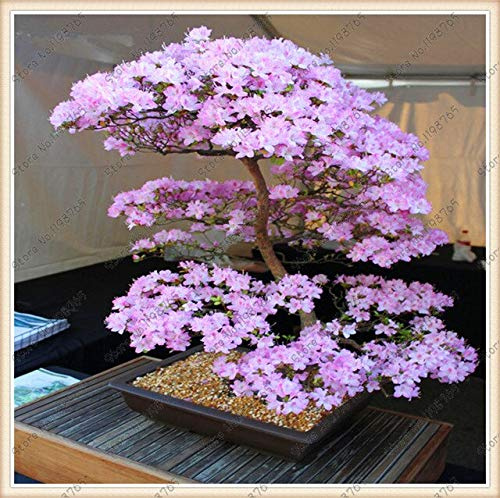 Semi di Sakura giapponese dell'albero dei bonsái. Rari Fiori di ciliegio giapponese Semi di Fiori in bonsái, rosa Prunus Serrulata 15 semi/confetione